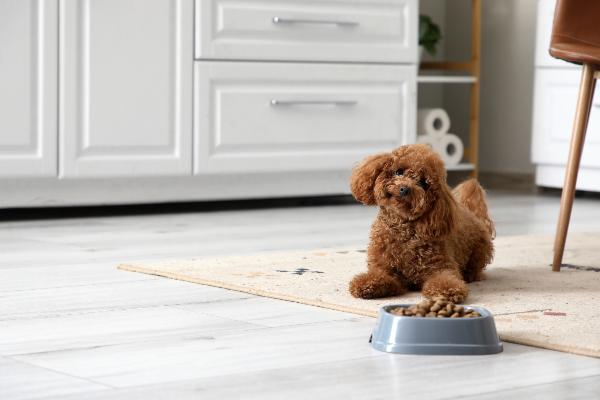 記事画像 「.愛犬が食べてくれない！食欲がない時の対策方法は？」