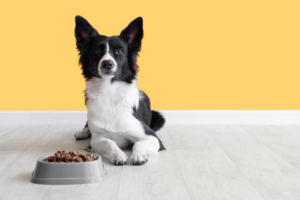 記事画像 「.食欲不振になる犬の原因：理由と対策を解説 ペットの体と心のサインに目を向ける」