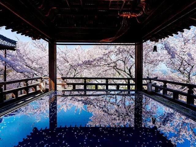 三井寺（園城寺）境内の桜が満開の風景。鏡のような水面に桜が映り込み、幻想的な春の景色が広がっている。
