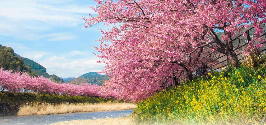 河津川沿いの河津桜並木と菜の花が咲き誇る風景