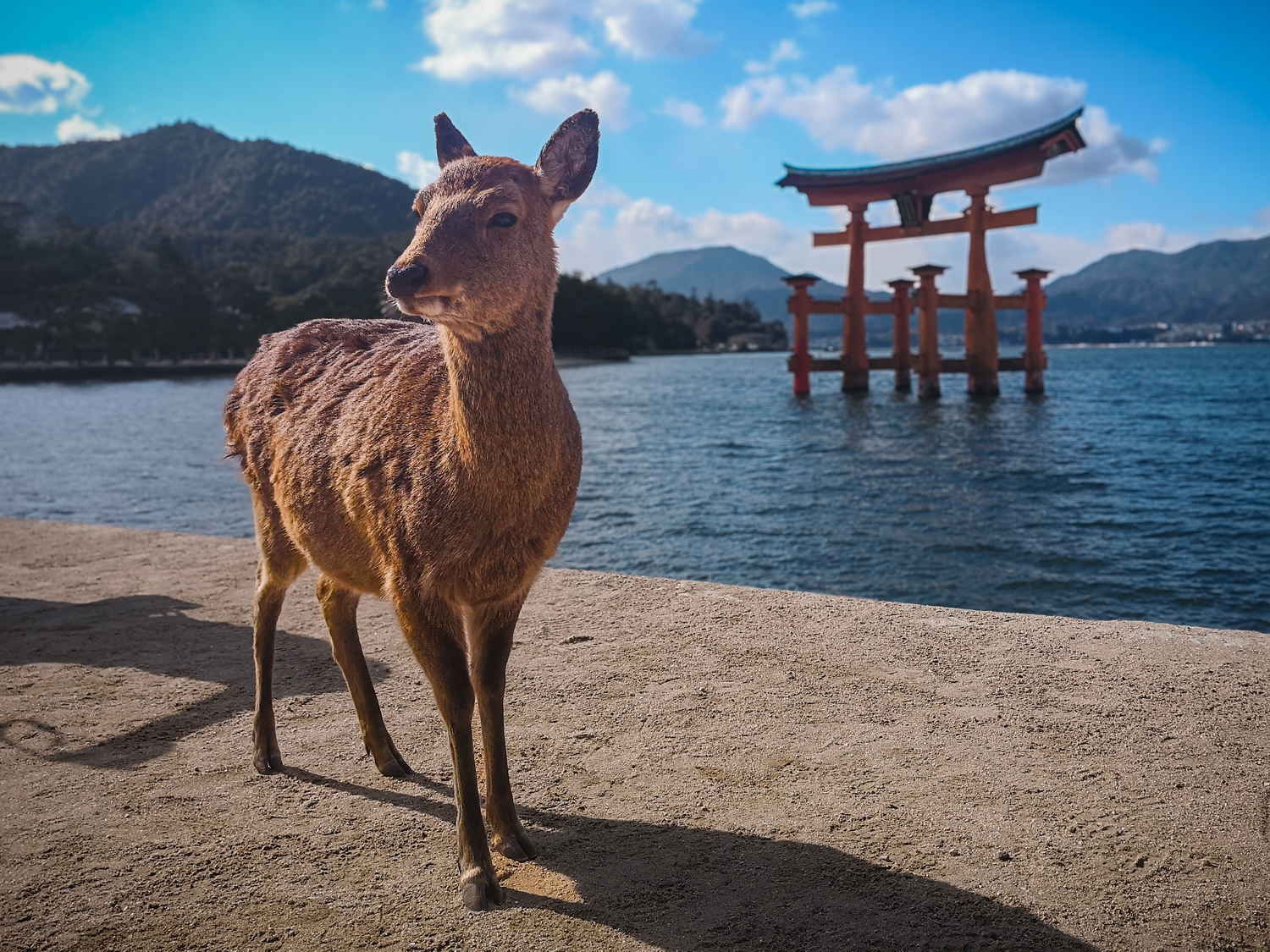 記事画像 「.」