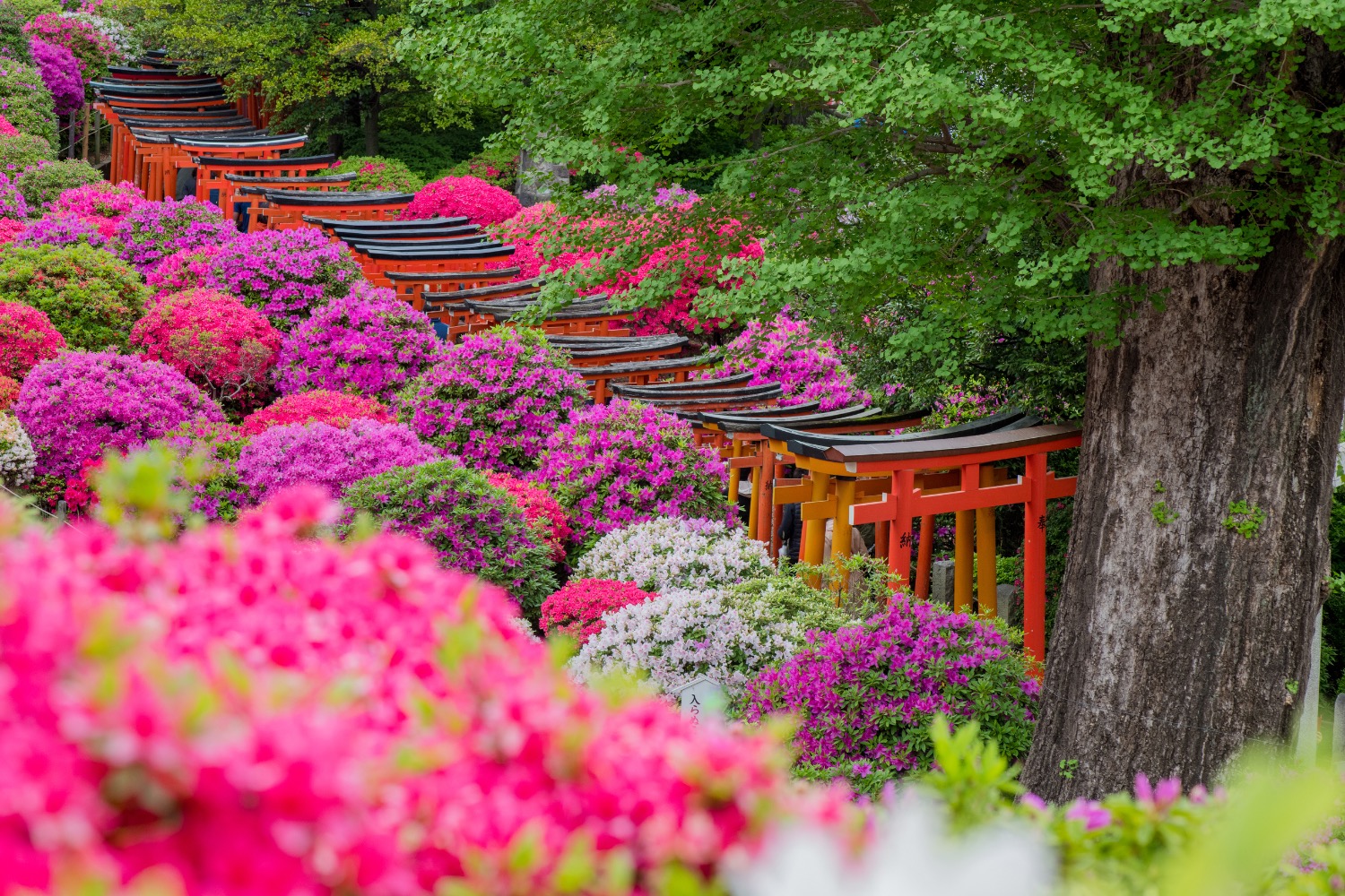 記事画像 「谷根千の文学と下町アート散歩 : 森鷗外・樋口一葉と歩く、根津・千駄木・谷中のパーソナルモビリティの旅」